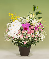 洋花